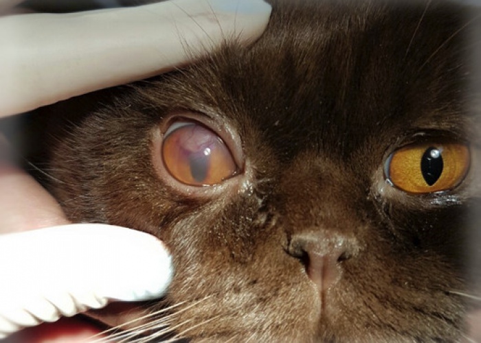 Выделение из глаз у кошки: основные симптомы и причины, лечение.