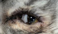 Конъюнктивит глаз у кошек