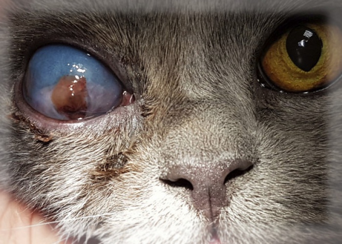 Почему у кошки гноятся глаза: причины и лечение