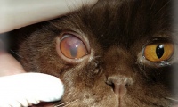 Выделение из глаз у кошки 