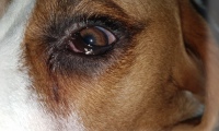 Выделение из глаз у собаки