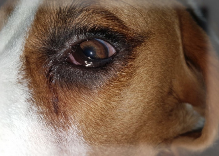 Выделение из глаз у собаки: основные симптомы и причины, лечение