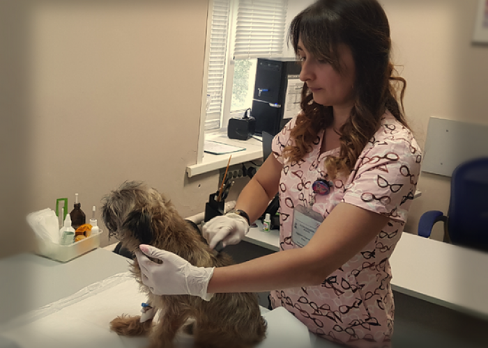 Ветеринарная дерматология для животных