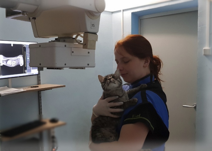 Рентген для животных