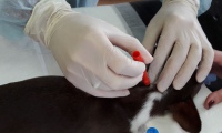 Лечение заболеваний кожи у собак и кошек