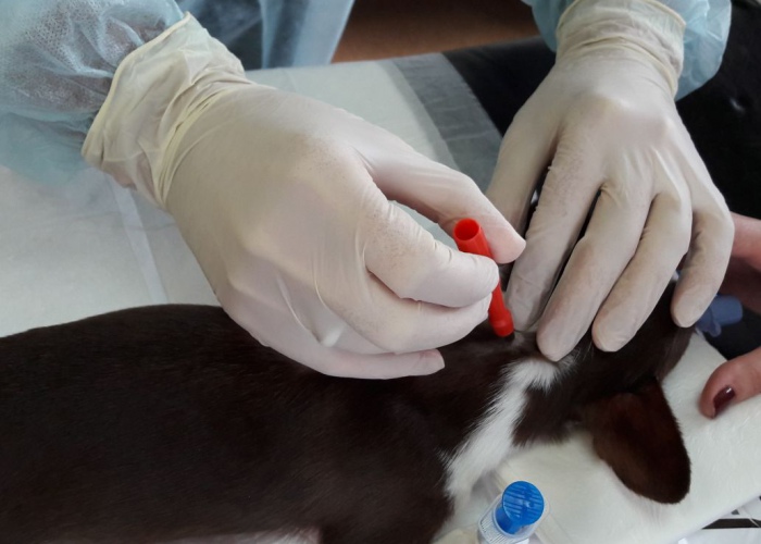 Заболевания кожи у собак и кошек - лечение