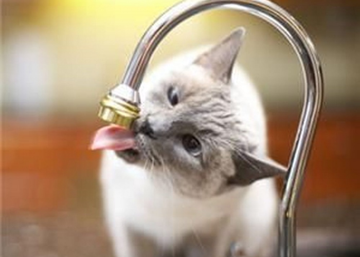 если кот пьет много воды причины