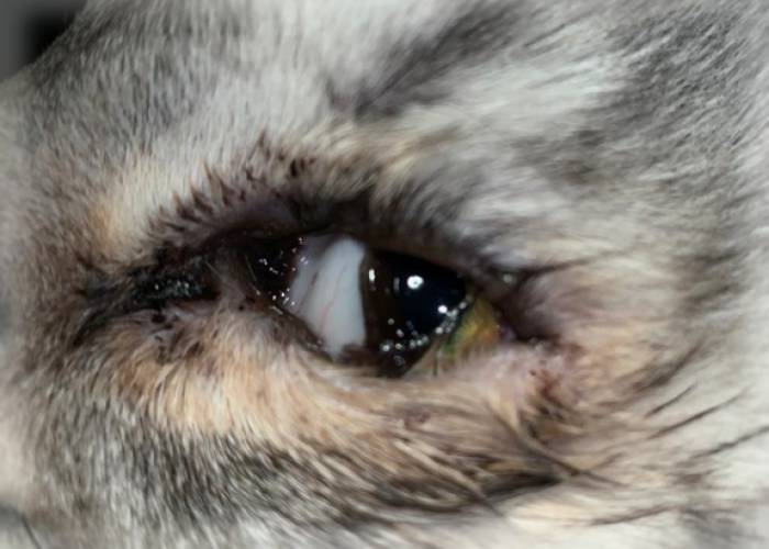 Конъюнктивит глаз у кошек: лечение, симптомы, причины