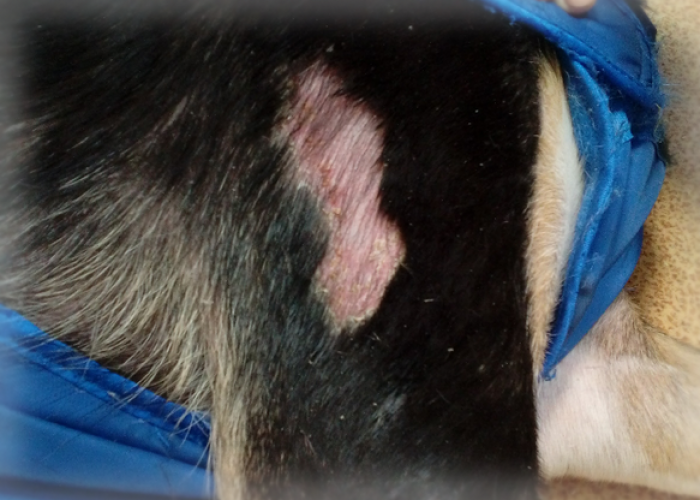 Пищевая аллергия у собак: признаки и лечение