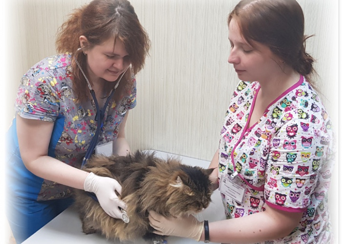 Цистит у кошек: признаки, лечение и симптомы