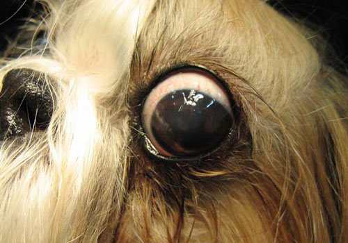 PROTRACTED HERPETIC KERATITIS IN A PATIENT WITH CORONAVIRUS INFECTION (CLINICAL CASE)